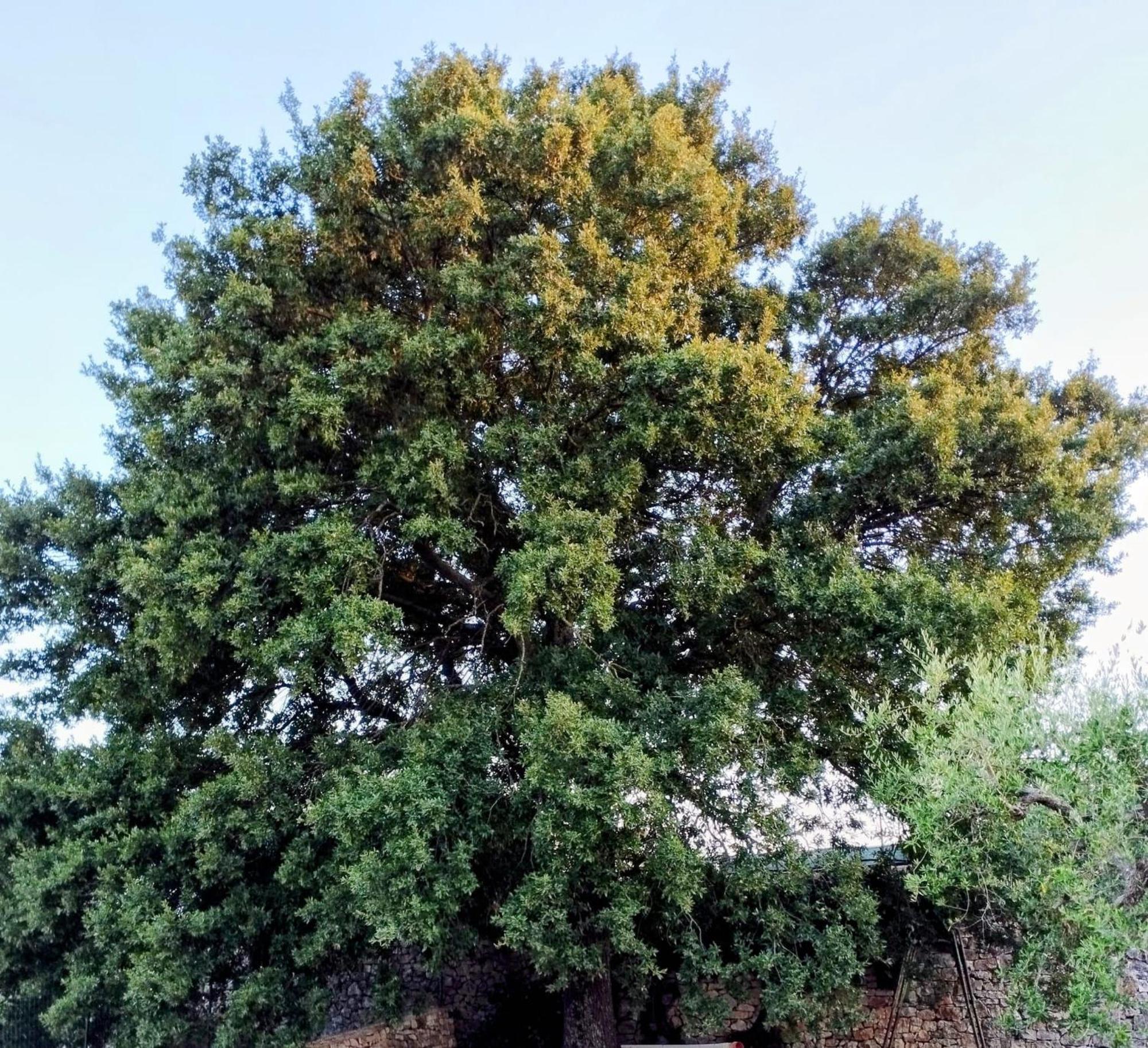 Villa Trulli La Quercia Del Nonno à Locorotondo Extérieur photo
